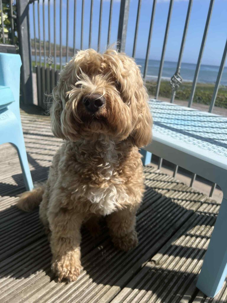 Dog friendly Stonehaven: stay at Bayview Apartments with your dog and enjoy local cafés, shops, restaurants, and walks.